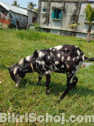 ব্লাক বেঙ্গল পাঠা ছাগল